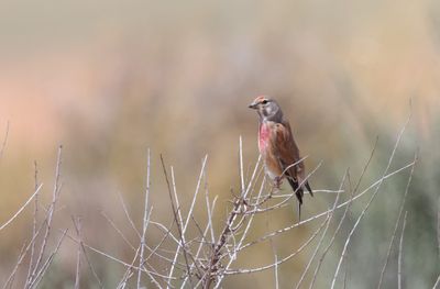 Linnet (Linaria cannabina)