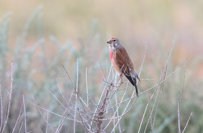 Linnet (Linaria cannabina)