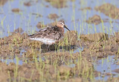 Curlew sanpiper (Caliddris ferruginea)