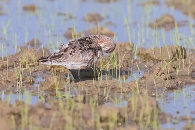 Curlew sanpiper (Caliddris ferruginea)