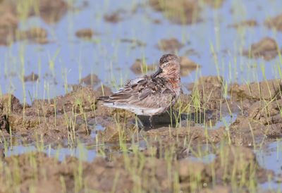 Curlew sanpiper (Caliddris ferruginea)