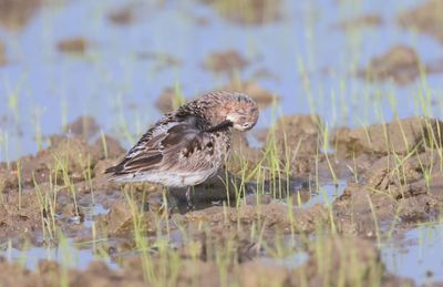 Curlew sanpiper (Caliddris ferruginea)
