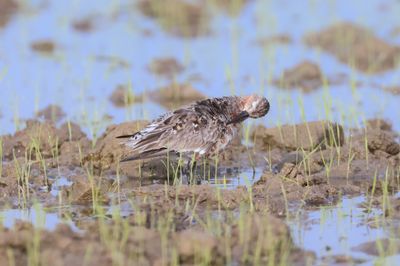 Curlew sanpiper (Caliddris ferruginea)