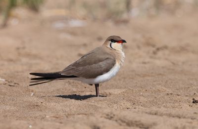 Collared pratincole