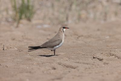 Collared pratincole (Glareola pratincola)