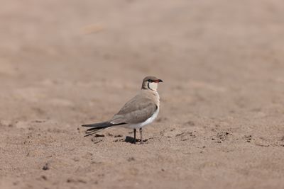 Collared pratincole (Glareola pratincola)