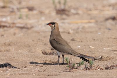 Collared pratincole (Glareola pratincola)