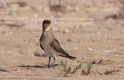 Collared pratincole (Glareola pratincola)