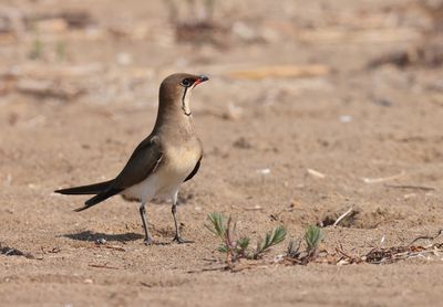 Collared pratincole (Glareola pratincola)