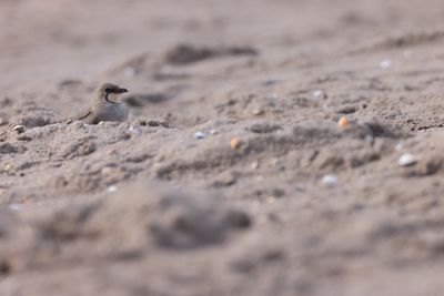 Collared pratincole (Glareola pratincola)