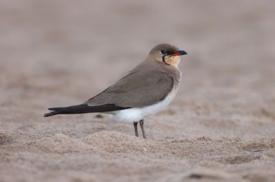 Collared pratincole (Glareola pratincola)