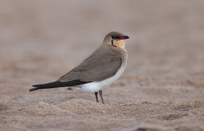 Collared pratincole (Glareola pratincola)