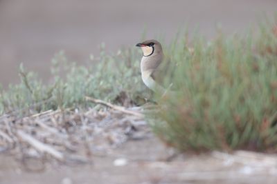 Collared pratincole (Glareola pratincola)