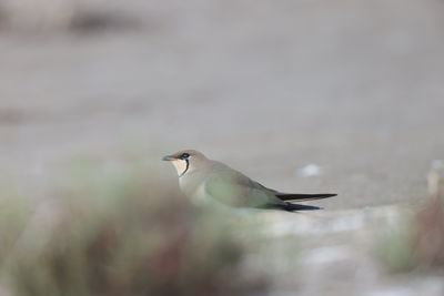 Collared pratincole (Glareola pratincola)