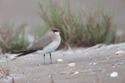 Collared pratincole (Glareola pratincola)