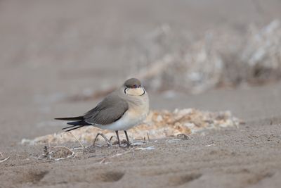 Collared pratincole (Glareola pratincola)