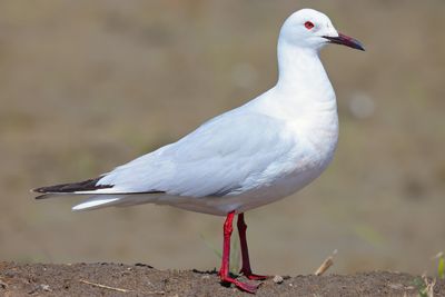 Slender-billed Gull