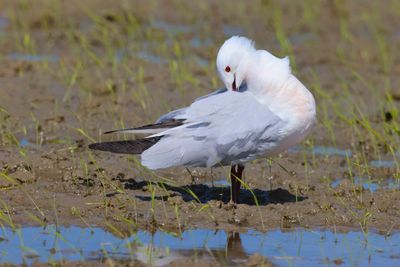 Slender-billed Gull