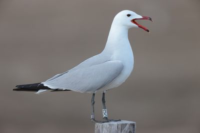 Audouin's gull