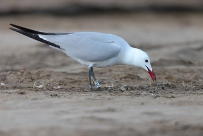 Audouin's gull (Ichthyaetus audouinii)