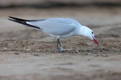 Audouin's gull (Ichthyaetus audouinii)