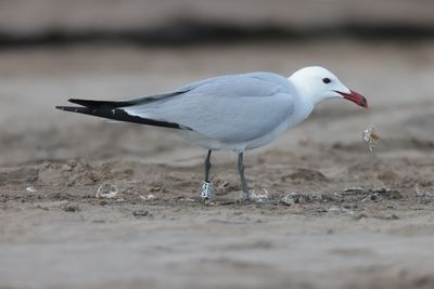 Audouin's gull (Ichthyaetus audouinii)