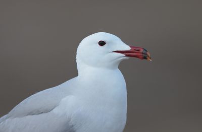 Audouin's gull (Ichthyaetus audouinii)