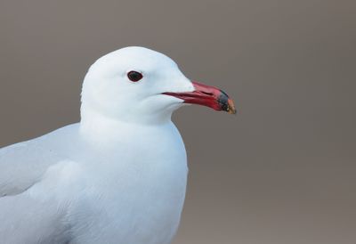 Audouin's gull (Ichthyaetus audouinii)
