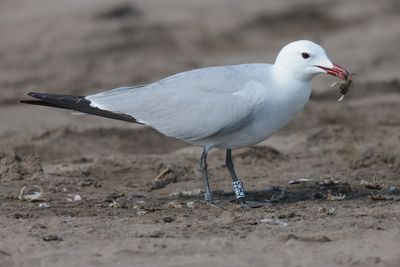 Audouin's gull (Ichthyaetus audouinii)
