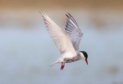 Whiskered tern