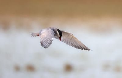 Whiskered Tern (Chlidonias hybrida)