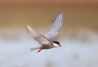 Whiskered Tern (Chlidonias hybrida)