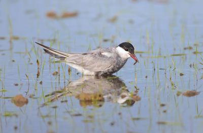 Whiskered Tern (Chlidonias hybrida)