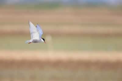 Whiskered Tern (Chlidonias hybrida)