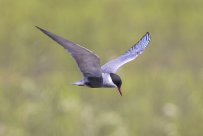 Whiskered Tern (Chlidonias hybrida)
