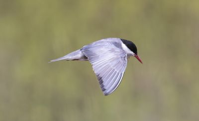 Whiskered Tern (Chlidonias hybrida)