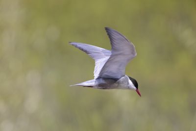 Whiskered tern