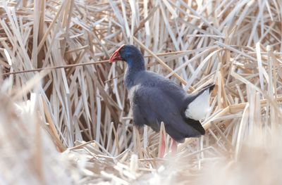 western swamphen (Porphyrio porphyrio)