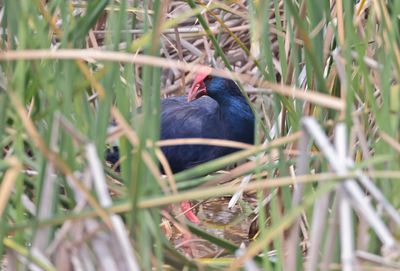 Rallidae