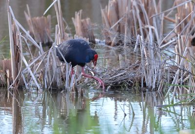 Western swamphen