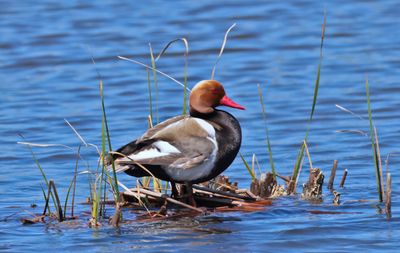 red-crested pochard