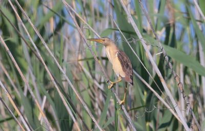 Little Bittern (Ixobrychus minutus)