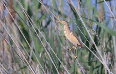 Little Bittern (Ixobrychus minutus)