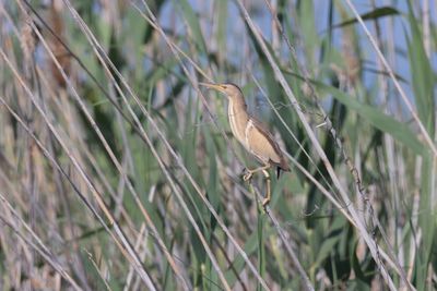 Little Bittern (Ixobrychus minutus)