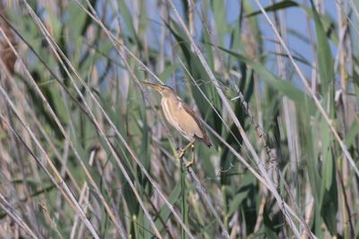 Little Bittern (Ixobrychus minutus)
