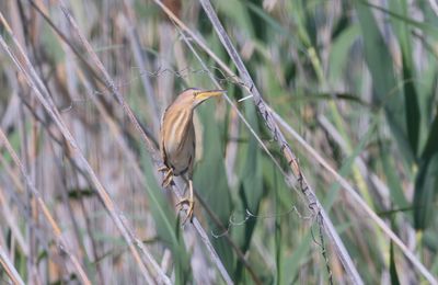 Little Bittern (Ixobrychus minutus)