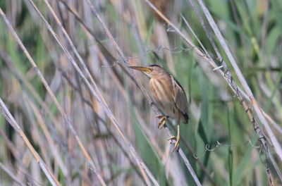 Little Bittern (Ixobrychus minutus)