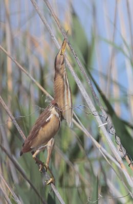 Little Bittern (Ixobrychus minutus)