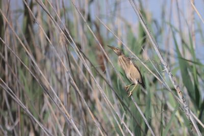 Little Bittern (Ixobrychus minutus)