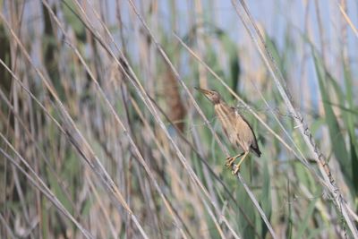 Little bittern